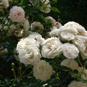 Саженцы Роза спрей Эвлалия Бередж