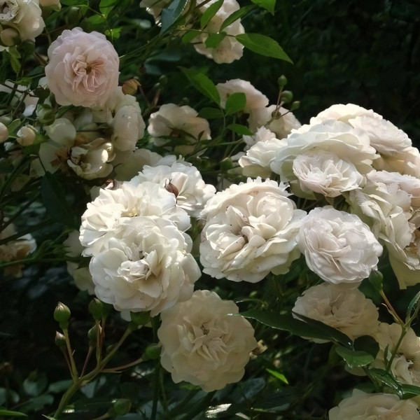 Саженцы Роза спрей Эвлалия Бередж