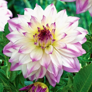 Саженцы Георгина Sagitta