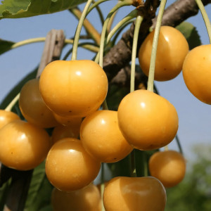 Саженцы Черешня Рондо