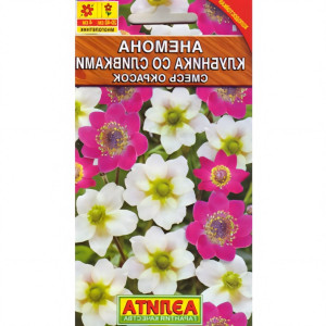 Анемона Клубника со сливками, смесь окрасок Аэлита