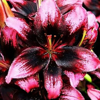 Луковицы  Лилия азиатская Tiny Poems (Тайни Поэмс) (3шт.)