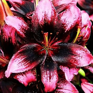  Лилия азиатская Tiny Poems (Тайни Поэмс)