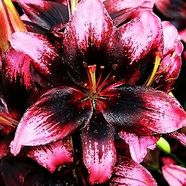 Луковицы  Лилия азиатская Tiny Poems (Тайни Поэмс) (3шт.)