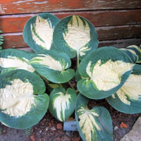 Саженцы Хоста Popcorn (Попкорн) М