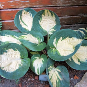 Саженцы Хоста Popcorn (Попкорн) М