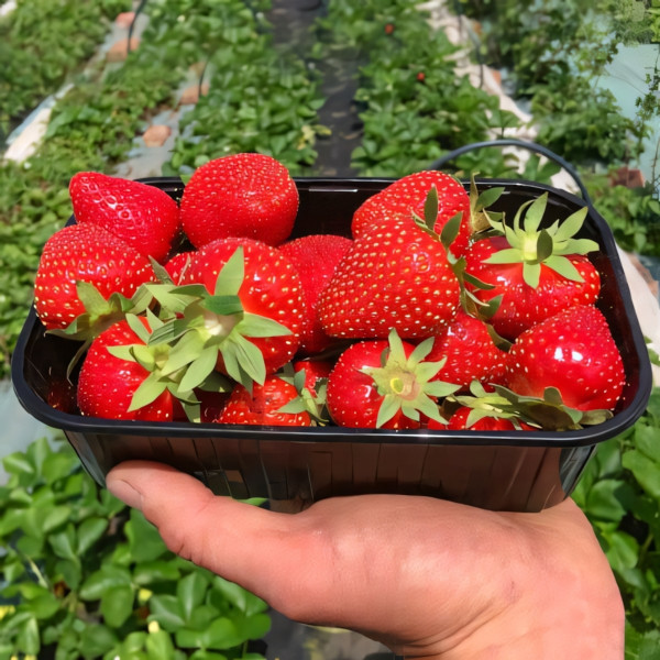 Клубника (крупноплодная) Аллегро 5 шт. в упаковке