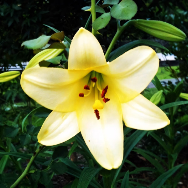 Луковицы  Лилия длинноцветковая Deliana (Делиана) (3шт.)