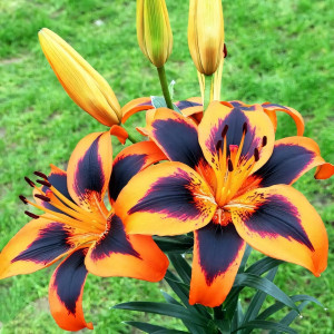  Лилия азиатская Easy Samba (Изи Самба)