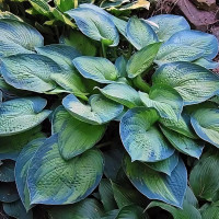Саженцы Хоста Blue Shadows (Блю Шэдоус) М