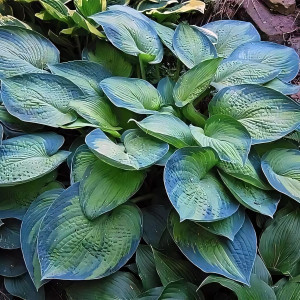 Саженцы Хоста Blue Shadows (Блю Шэдоус) М