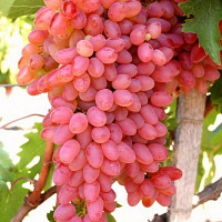 Саженцы Виноград кишмиш Мечта