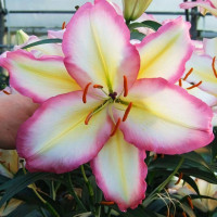 Луковицы  Лилия восточная Primrose Hill (Примроуз Хилл) (3шт.)