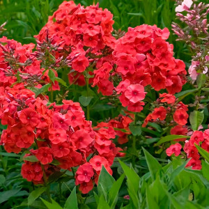 Саженцы Флокс Juliglut (Джулиглут)