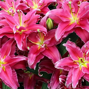  Лилия восточная Grand Amour (Гранд Амур)