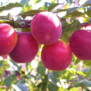 Саженцы Алыча Тимирязевская