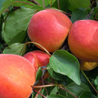 Саженцы Абрикос Свит Ред
