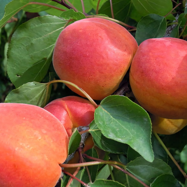 Саженцы Абрикос Свит Ред