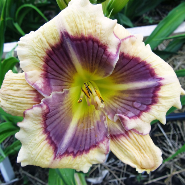 Саженцы Лилейник Blue Spring (Блю Спринг)