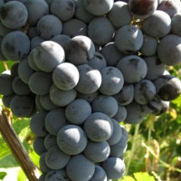 Саженцы Виноград Цимлянский