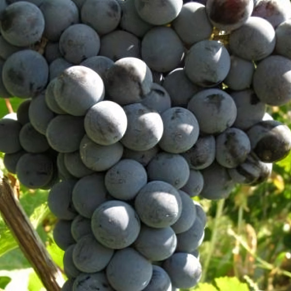 Саженцы Виноград Цимлянский