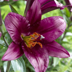  Лилия ОТ гибрид Purple Prince (Пурпл Принс)