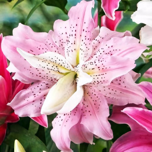  Лилия махровая восточная Soft Music (Софт Мьюзик)