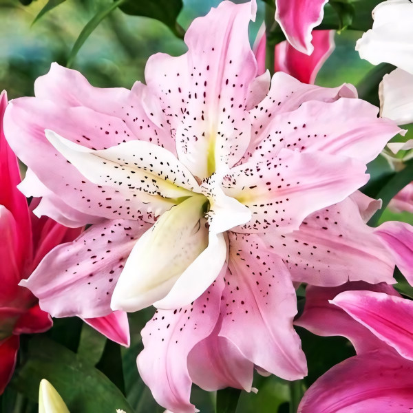 Луковицы  Лилия махровая восточная Soft Music (Софт Мьюзик) (3шт.)