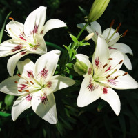 Луковицы  Лилия биколор азиатская Centerfold (Центерфольд) (3шт.)