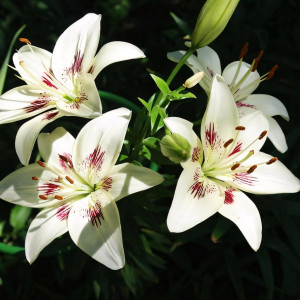  Лилия биколор азиатская Centerfold (Центерфольд)