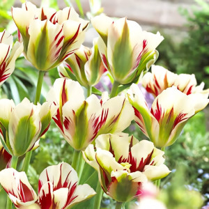 Тюльпан Флеминг Спринг Грин (в упаковке - 3шт.)