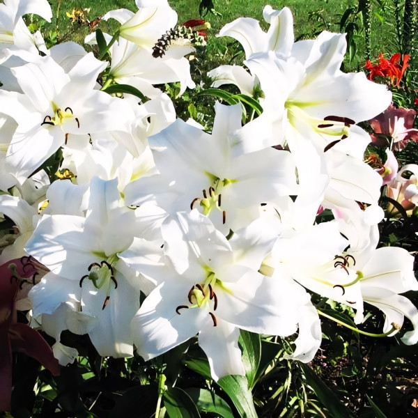 Луковицы  Лилия LOO гибрид Bright Brilliant (Брайт Бриллиант) (3шт.)