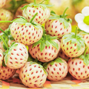 Клубника Пайнберри 5 шт. в упаковке