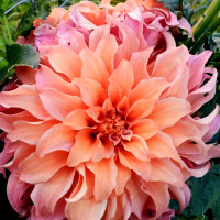 Саженцы Георгина Moonlight Sonata