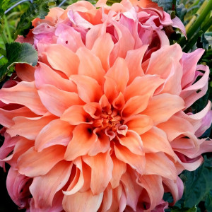 Саженцы Георгина Moonlight Sonata