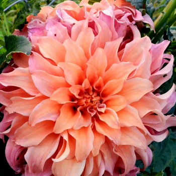 Саженцы Георгина Moonlight Sonata