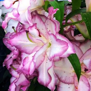  Лилия восточная Beautytrend (Бьютитренд)