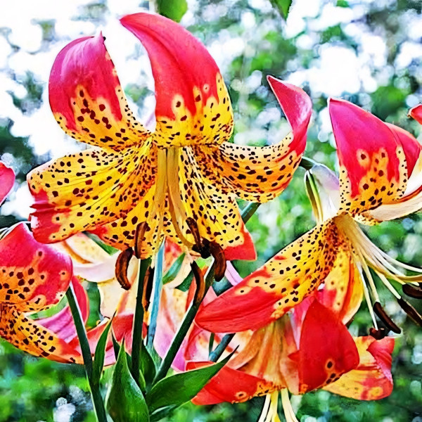 Луковицы  Лилия Fusion (Фьюжн) (3шт.)