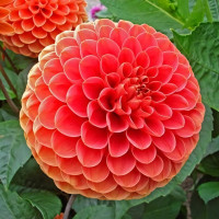 Саженцы Георгина помпонная Cornel Brons (Корнел Бронз)