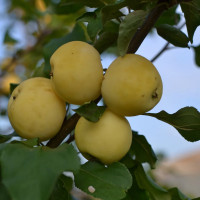 Саженцы Яблоня Уральское Наливное