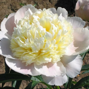 Саженцы Пион White Charm (Вайт Чарм)