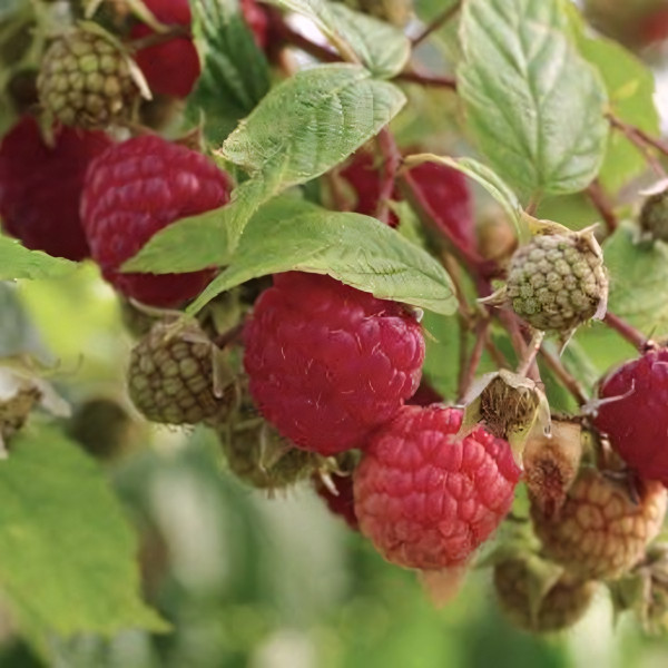 Саженцы Малина красная Зюгана