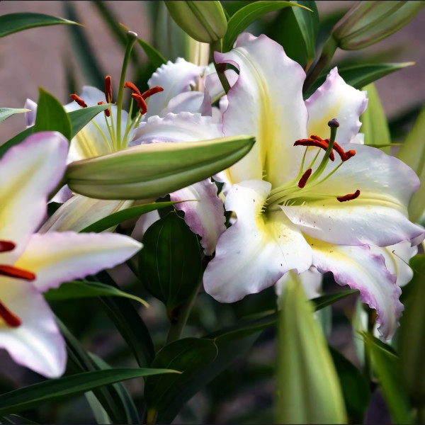 Луковицы  Лилия восточная Primrose Hill (Примроуз Хилл) (3шт.)