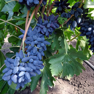 Саженцы Виноград Викинг