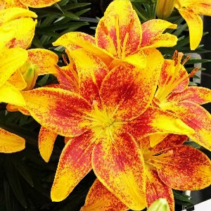  Лилия Тайни Пэррот