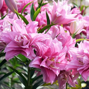  Лилия махровая восточная Sarah Bernhardt (Сара Бернар)