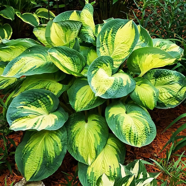 Саженцы Хоста зибольда Great Expectations (Грейт Экспэктейшен) L