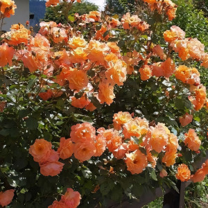 Саженцы Роза плетистая Вестерленд