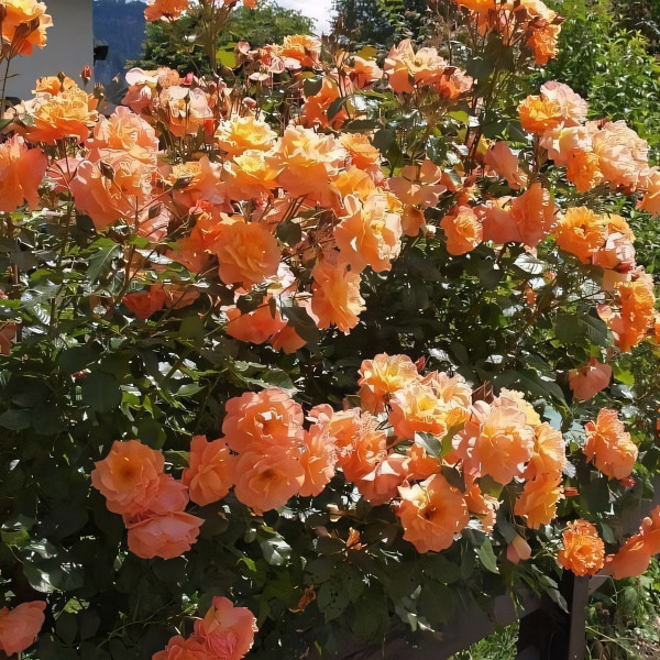 Саженцы Роза плетистая Вестерленд