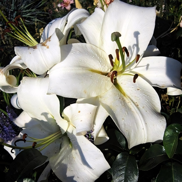 Луковицы Саженцы Лилия ОТ гибрид Pretty Women (Притти Вумен) (3шт.)